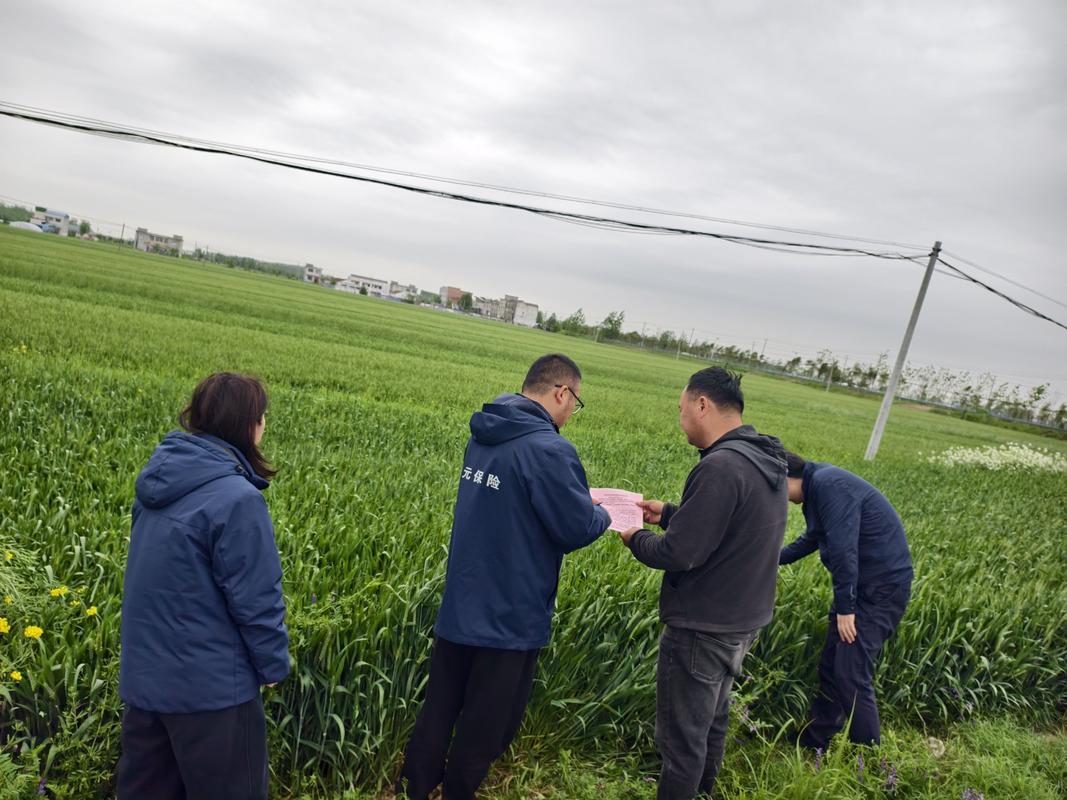 农户在地头翻看种植险投保合同实拍