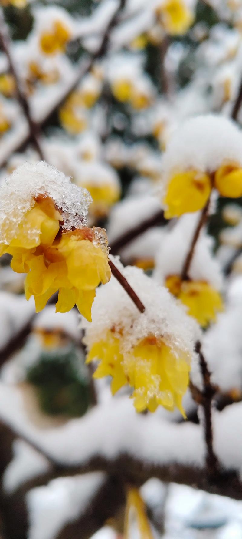 沈阳世博园冬季腊梅傲雪