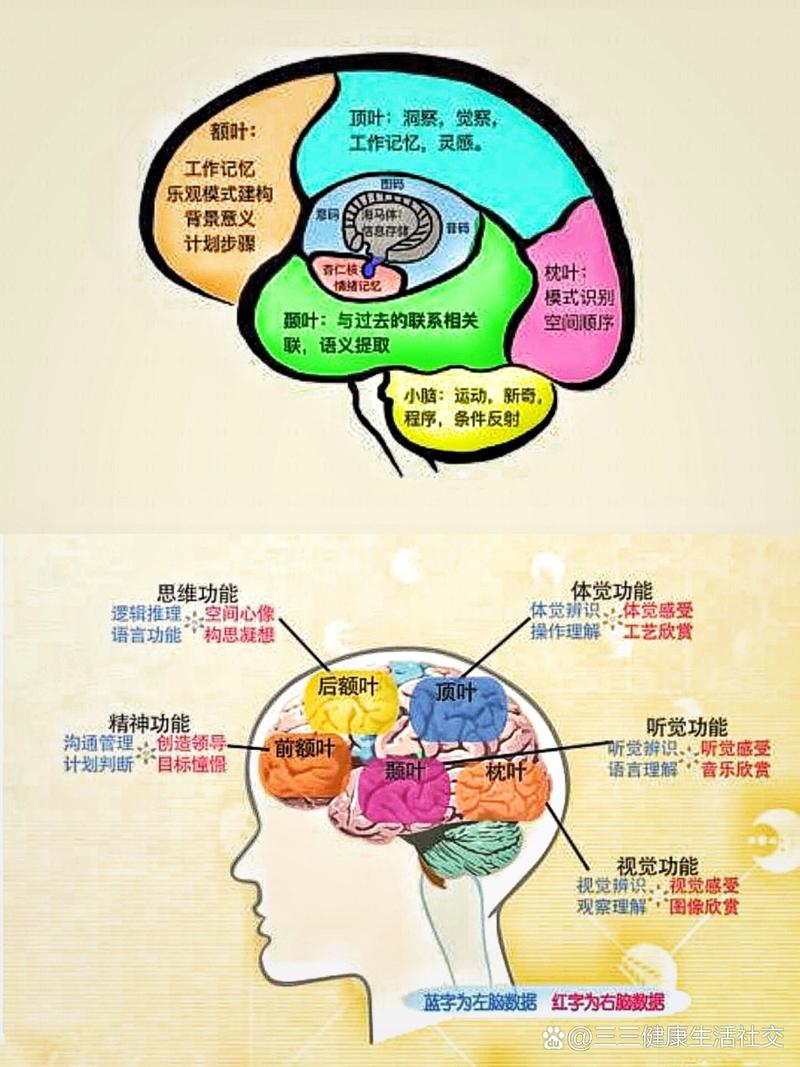 梦境与清醒时前额叶活动对比图
