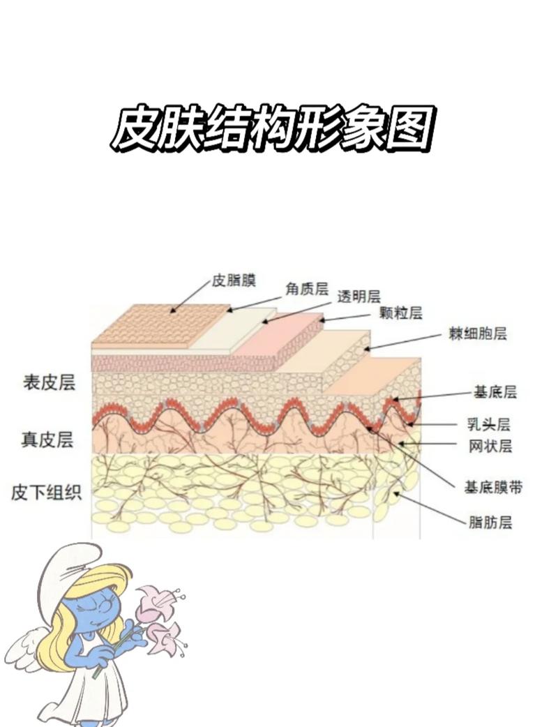 皮肤角质层保湿锁水结构示意图
