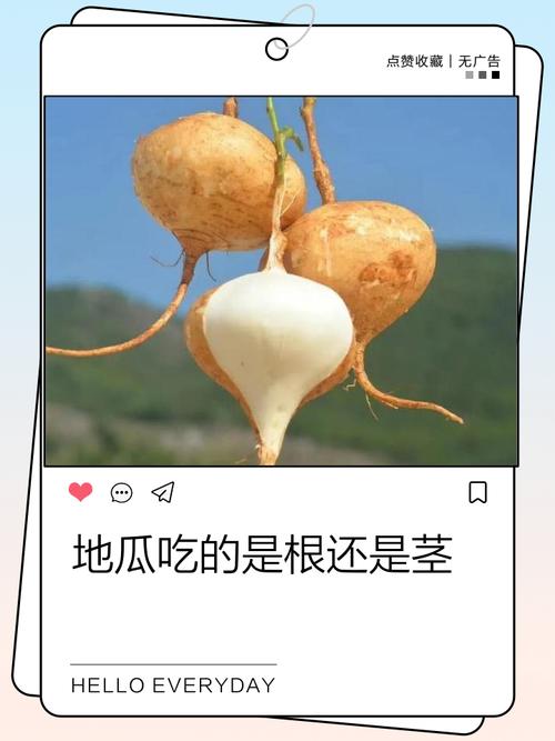 瓜果根茎类：别只会抢大个的，摸对才是王道