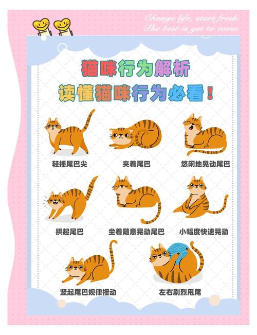 5. 尾巴语言:读懂这几种姿势,你就读懂了猫的心情