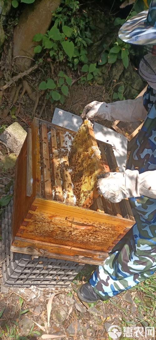 南漳养蜂人摇蜜取出新鲜土蜂蜜
