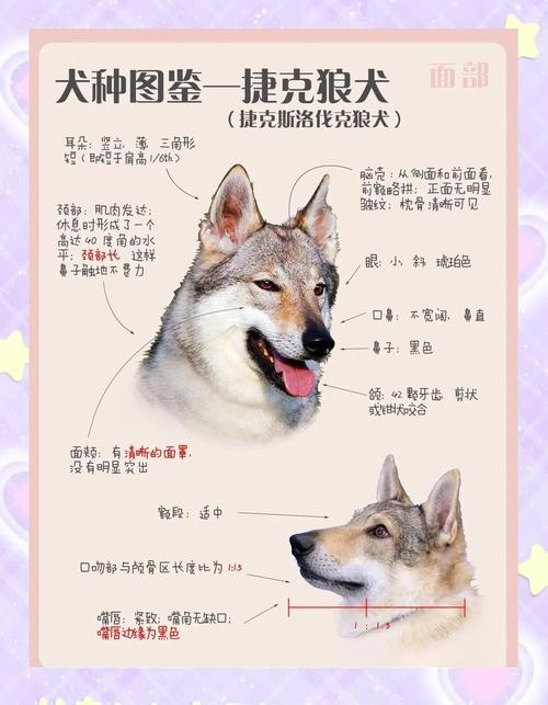 狼群与家犬群体行为对比研究图