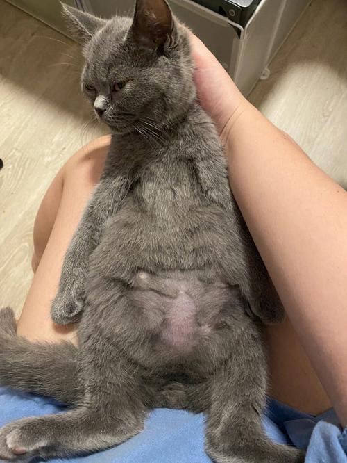 猫传腹治愈后猫咪居家玩耍实拍