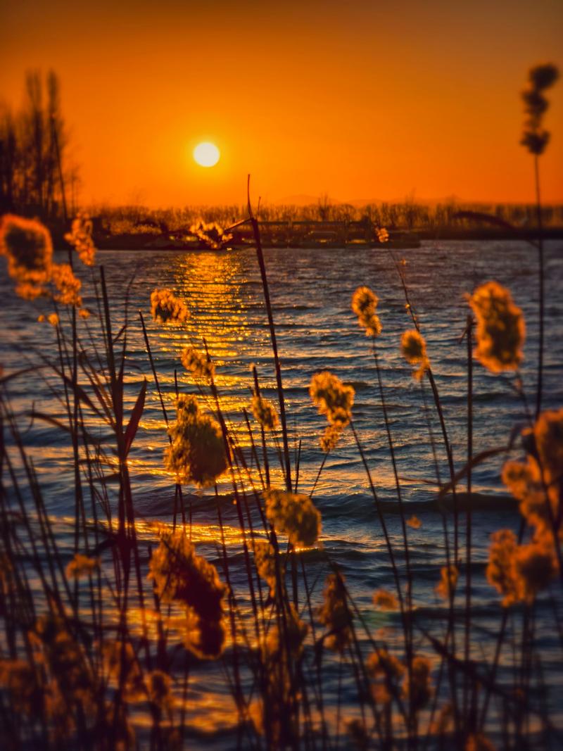 夕阳下湿地芦苇荡生态景观