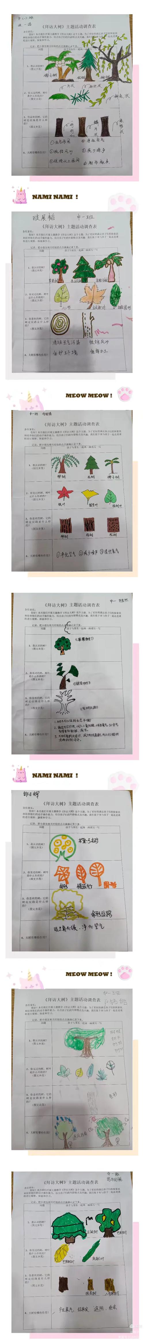 中小学生围绕校园老槐树做跨学科探究记录
