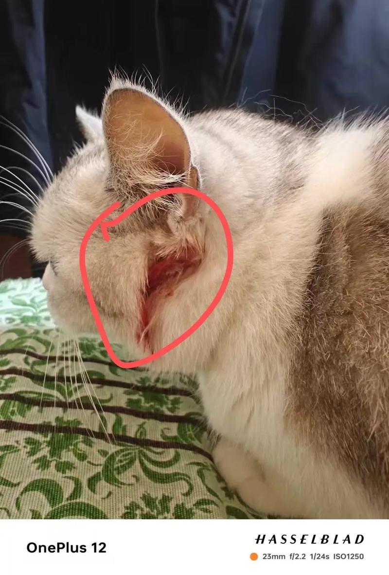 猫咪宠物过敏抓挠耳朵出血实拍