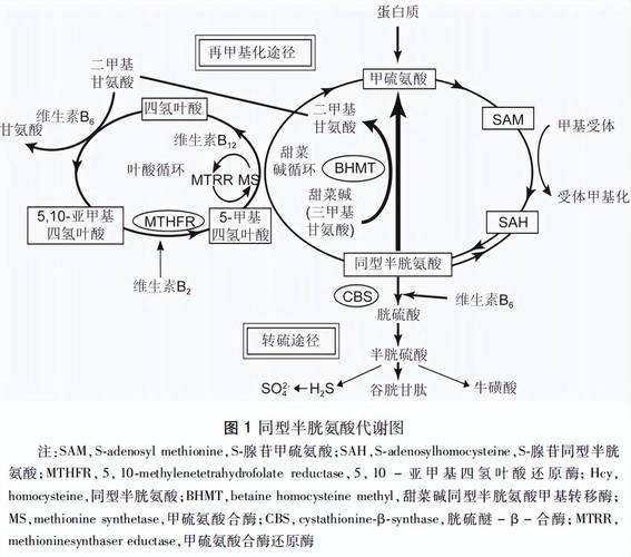 叶酸参与同型半胱氨酸代谢示意图