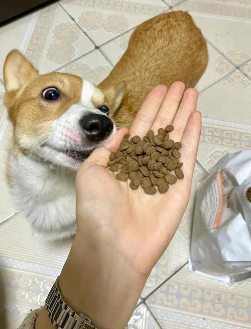 铲屎官在家给狗狗盛处方粮称重场景