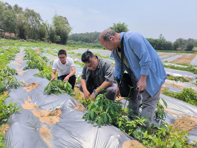 农业创新技术田间推广宣传现场