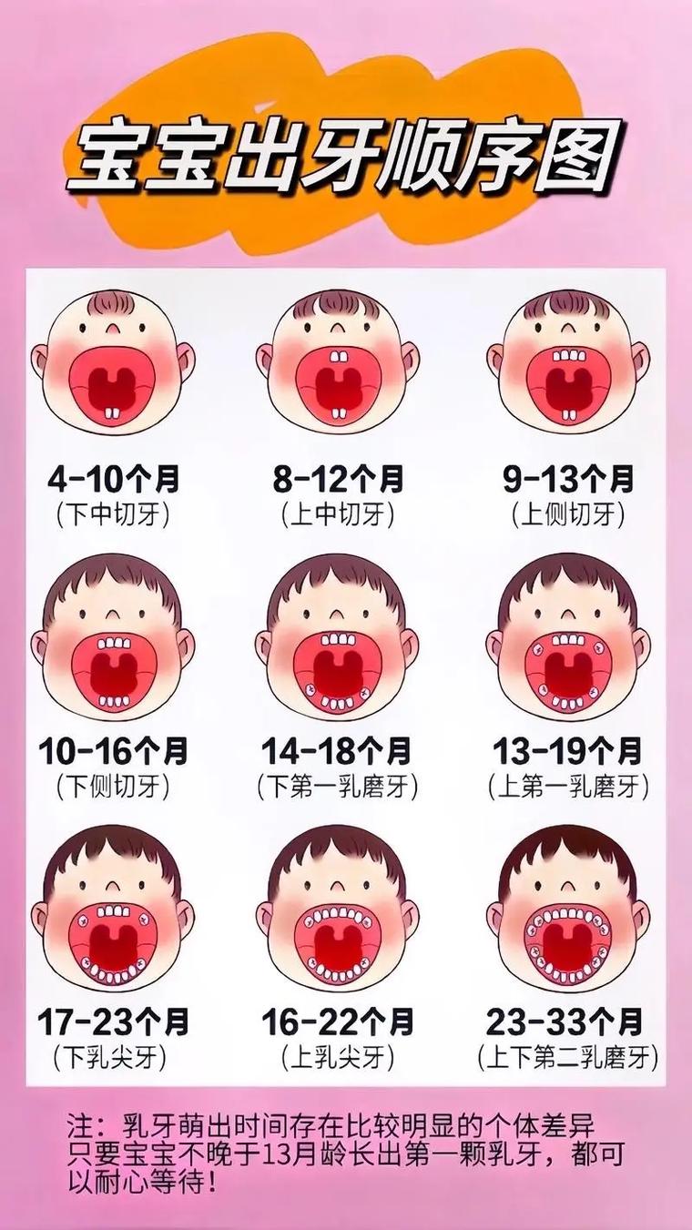 婴儿标准宝宝出牙顺序对照表