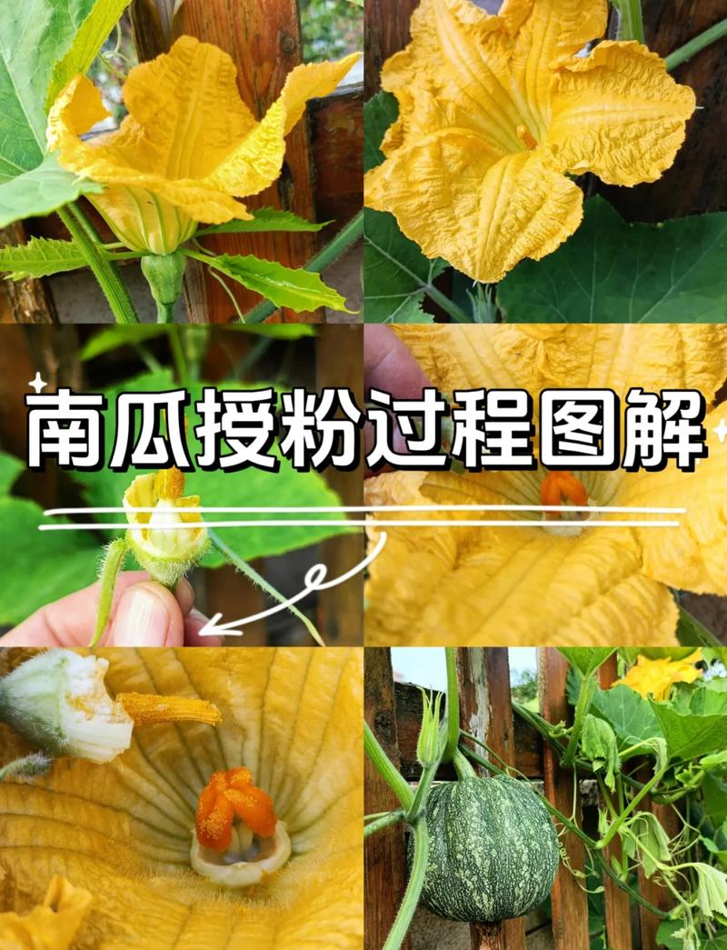 南瓜雄花雌花区别 子房膨大 人工授粉