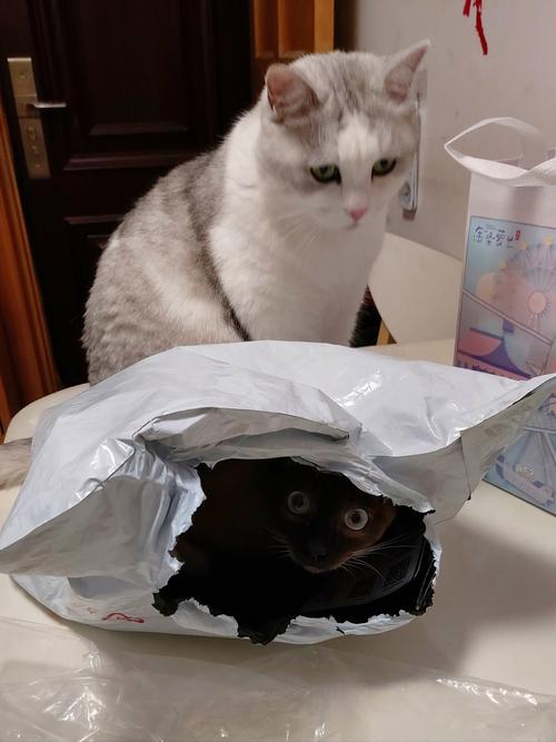 为了遮味塞起来？猫自己都找不到也够不着