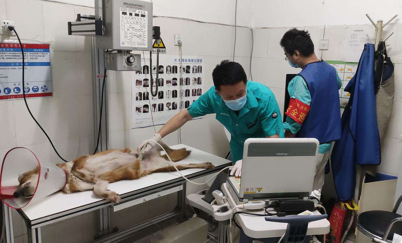 宠物医院兽医给猫咪做肾脏B超检查场景