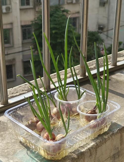 小孩趴在阳台边对着水培葱画小本子