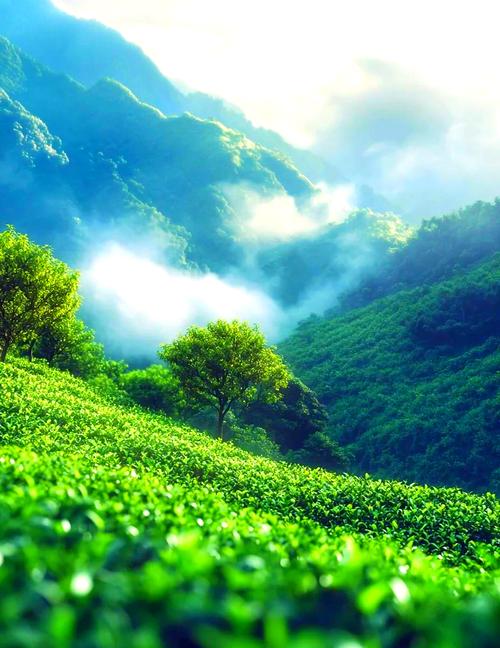 湖北南漳周湾村茶旅民宿茶园晨雾风光
