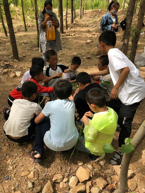 小学户外生命教育儿童围观死麻雀场景