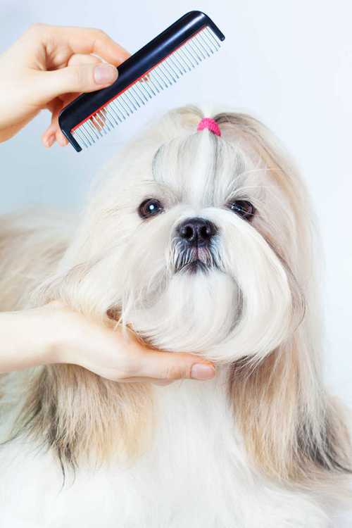 主人给北京犬梳理长毛的日常场景