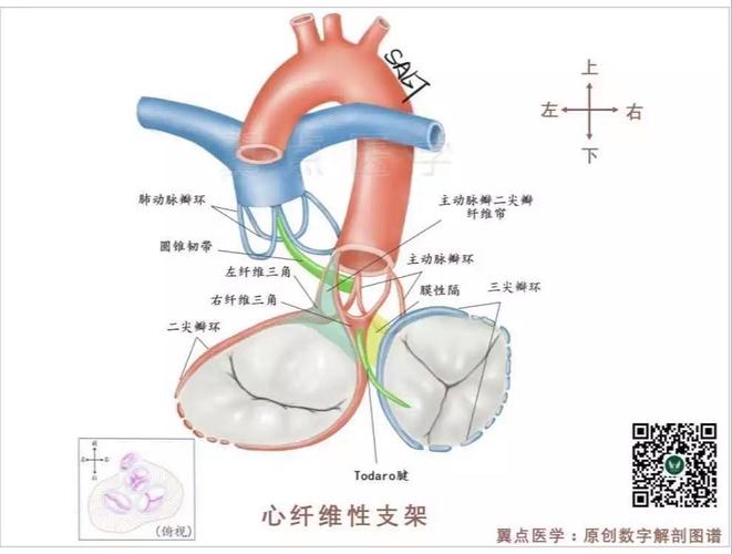 形状记忆心血管支架在血管内展开过程图示