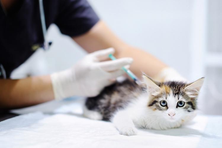 宠物医生给猫咪接种猫疱疹病毒疫苗实拍图