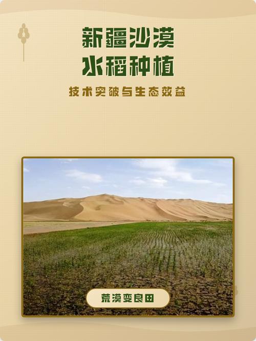 沙漠里长水稻，这账怎么算