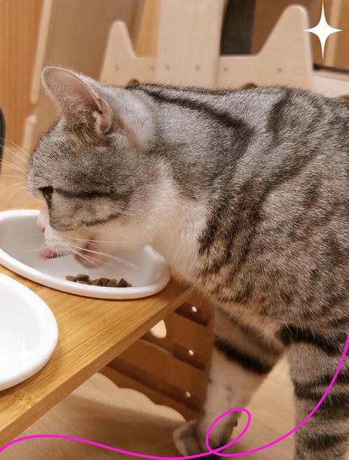 健康猫咪空饭盆进食场景