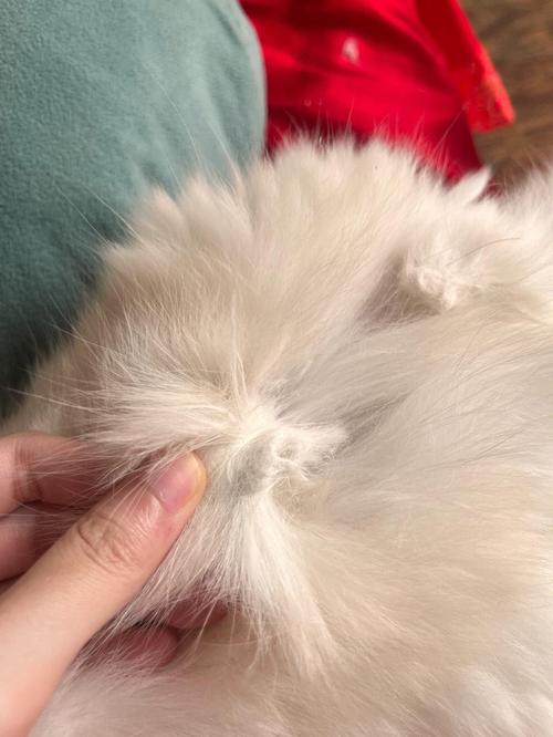 梳毛后收集到的成团浮猫毛