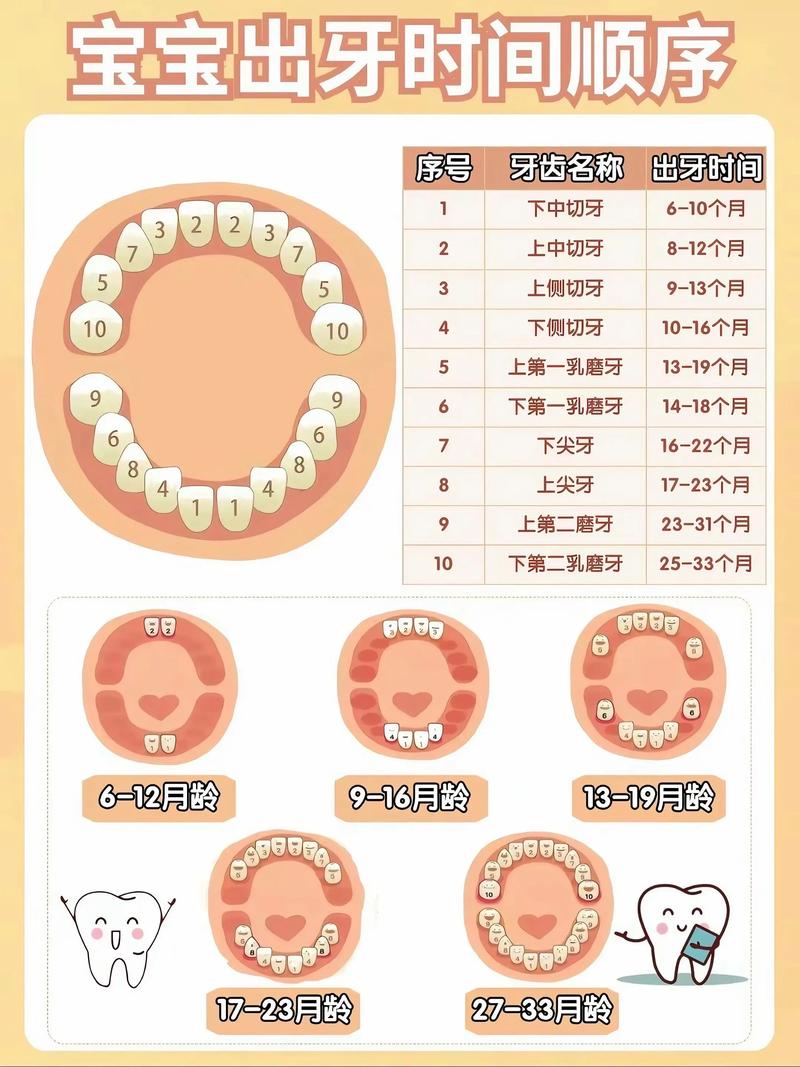 儿童乳牙萌出顺序示意图