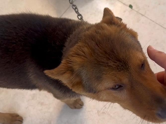 躲在沙发缝隙里夹尾巴发抖的中华田园犬