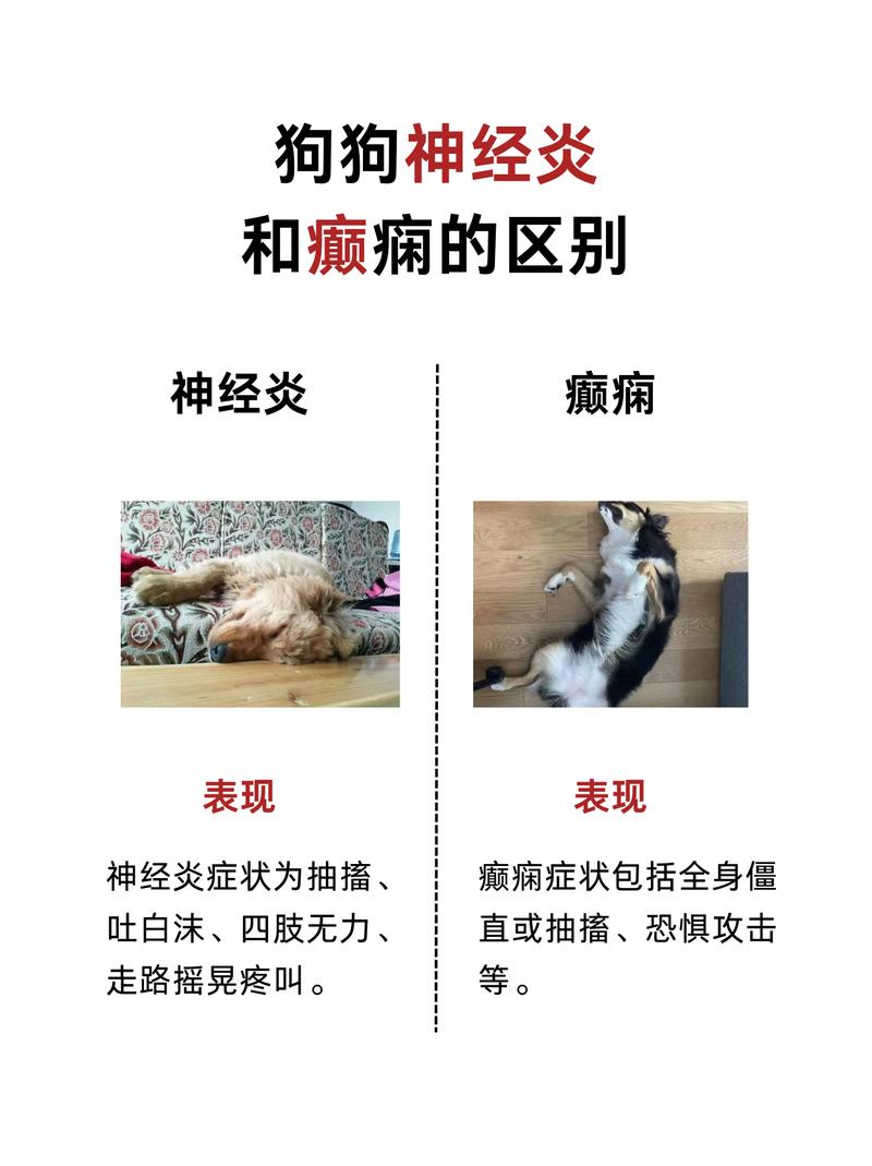 宠物癫痫轻重发作症状对比图
