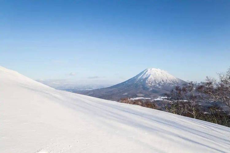 北海道二世谷粉雪树林