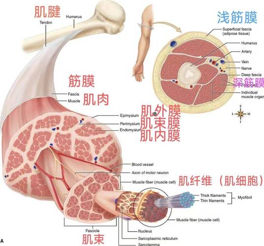人体常见筋膜粘连位置示意图