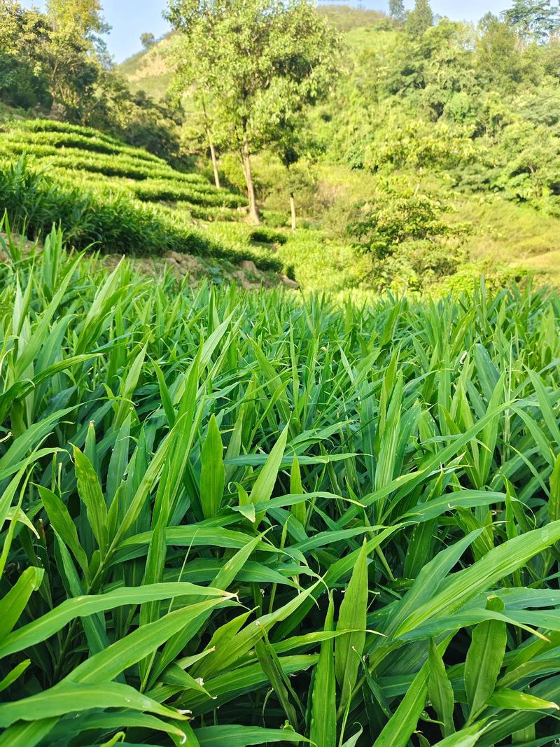 种姜,是一场和土地的赌博