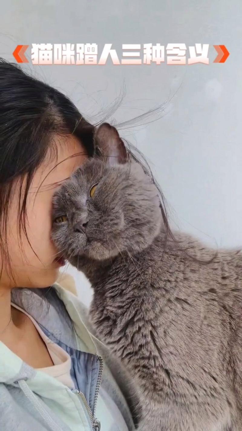 主人和家养猫咪贴脸互动日常场景