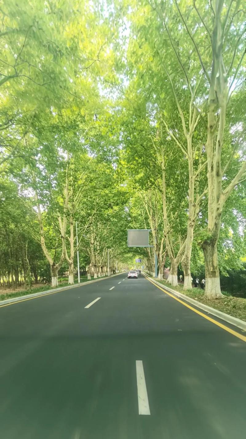 生成式AI生成虚假南京梧桐树历史表述示例截图