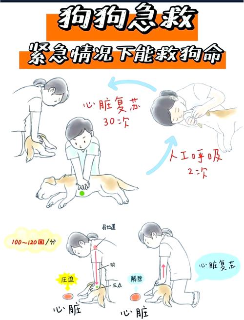 犬类心肺复苏正确按压位置示意图