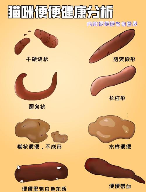 宠物粪便干硬程度对照参考图