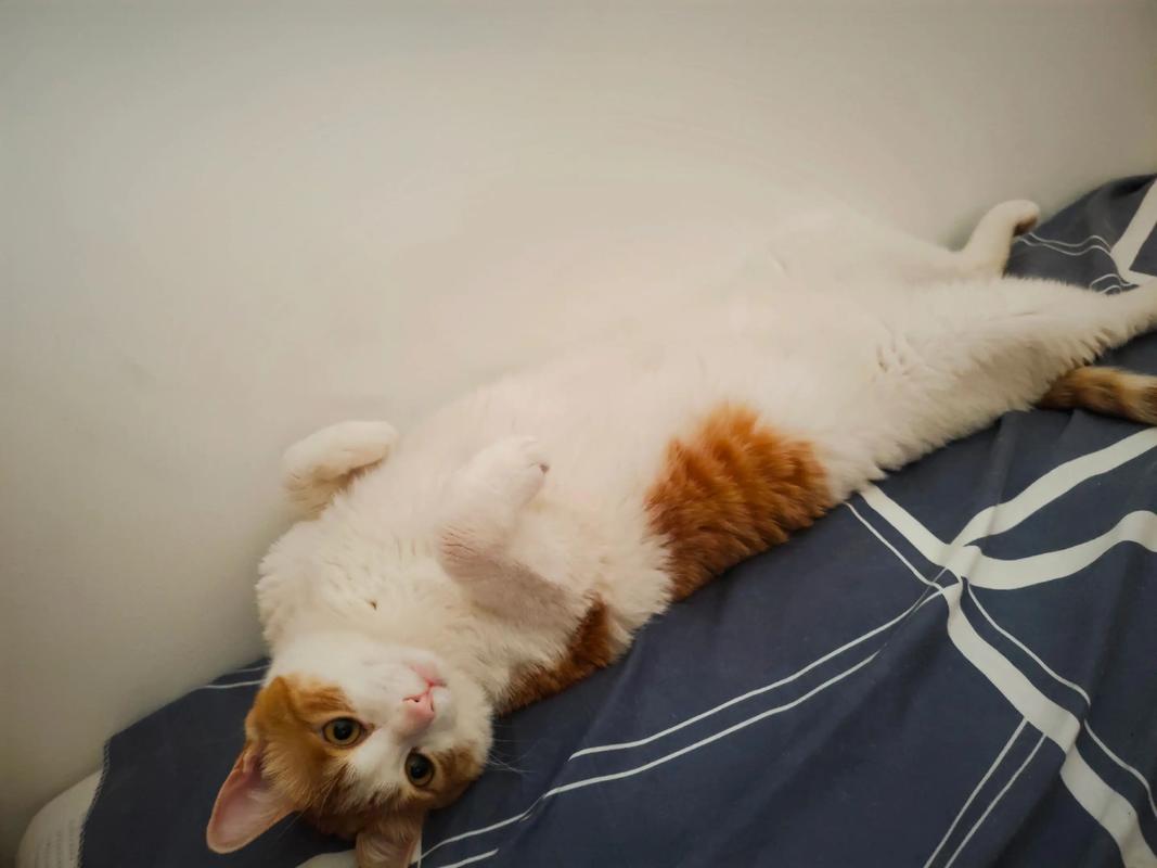 跑酷闯祸后躲在床底露脑袋的胖橘猫