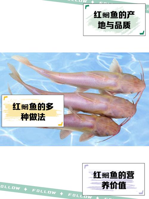 啥是红鲱鱼?起源其实挺味儿