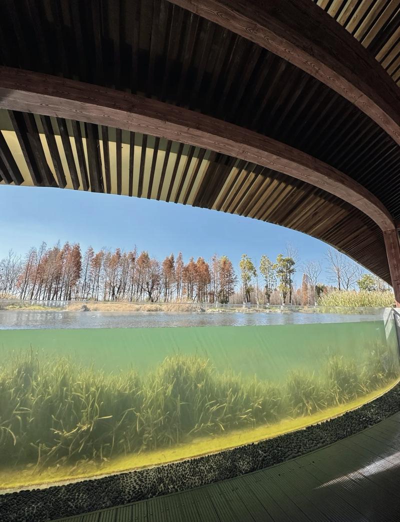 宝丰湿地枯木栈道