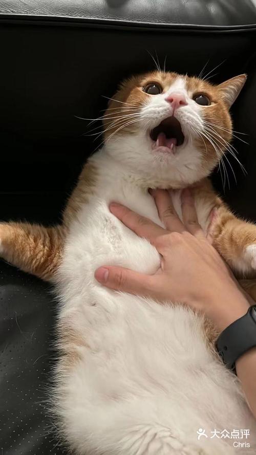 被主人按在尿渍旁挨骂的家猫恐惧表情特写