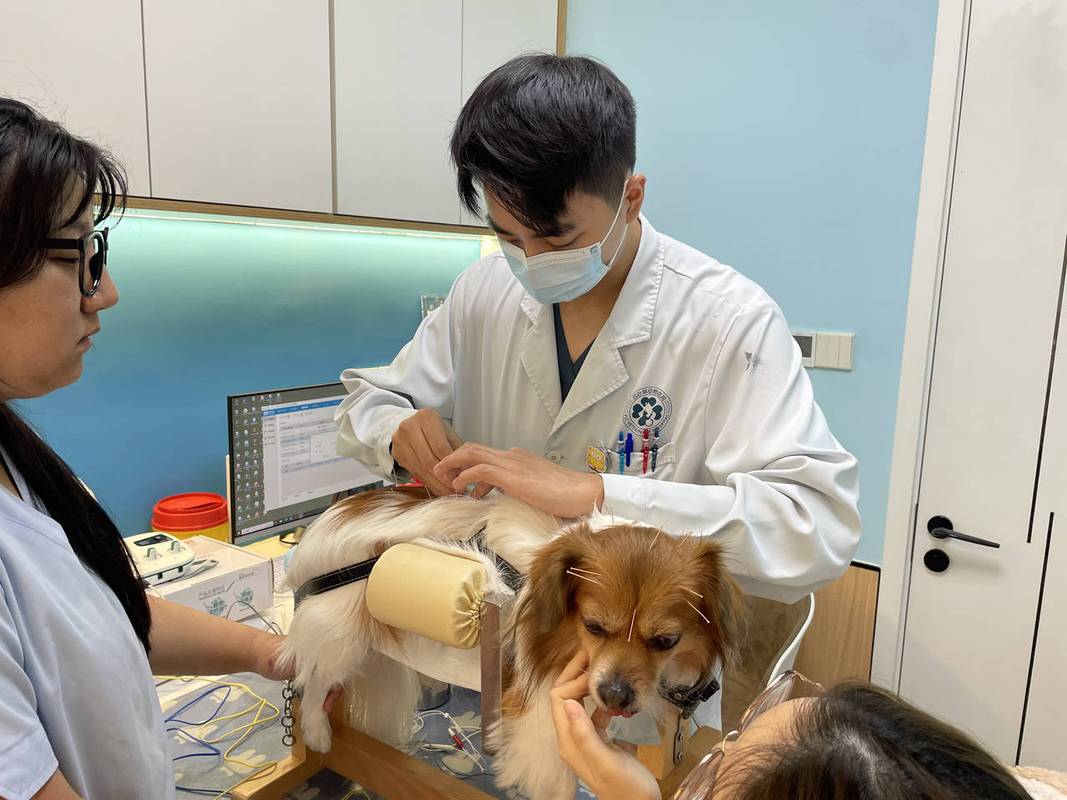 兽医触诊宠物犬关节炎膝关节场景