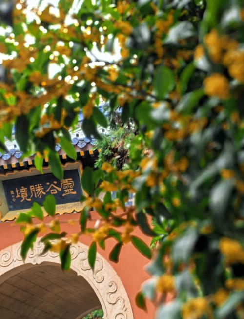 生成式AI输出错误南京灵谷寺桂花花期信息截图