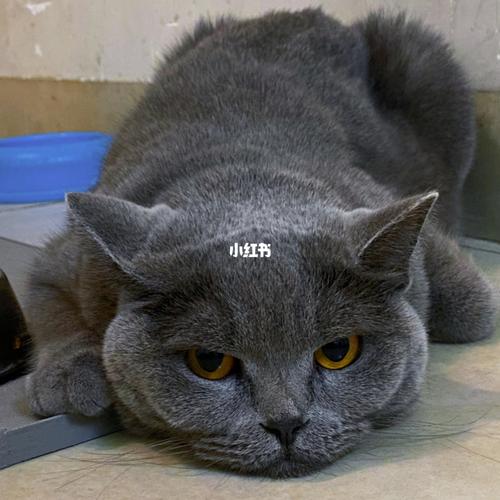 躲在沙发底的英短蓝猫应激实拍