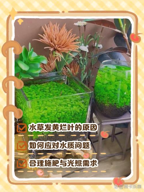 养水草这件事，我劝你想清楚再看这篇-因为所以