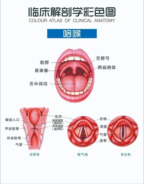 配音练习嗓子哑了喉咙不适示意图