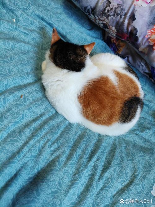 寄养店玻璃隔间里蹲在角落的三花猫背影