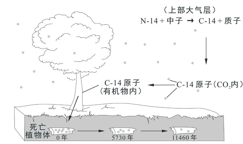 考古学家使用树木年轮校正碳十四测年示意图