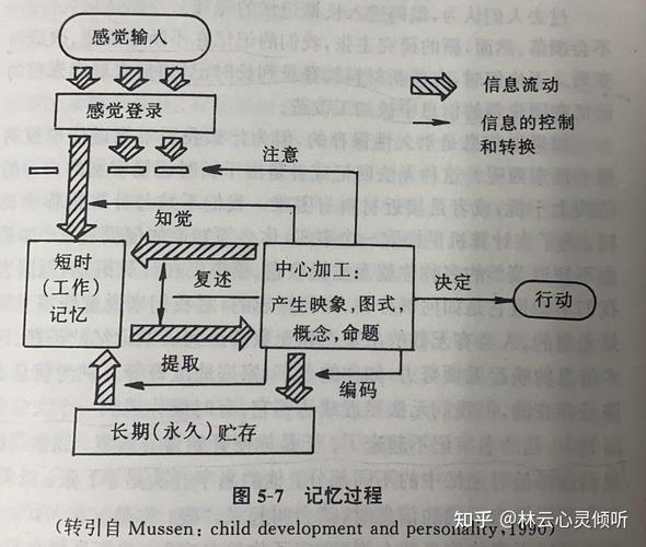 儿童认知发展双信息加工示意图